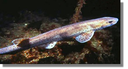 Dogfish